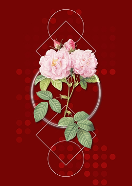 Pink Italian Damask Rose