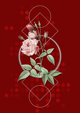 Pink Common Rose of India