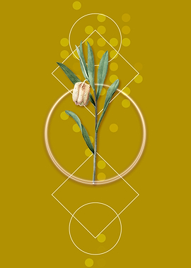 Fritillaria Latifolia