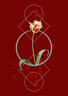 Geometric Didiers Tulip