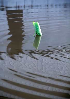 Dance of the Lotus Shadow