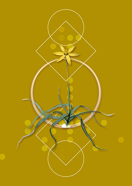 Geometric Hypoxis Stellata