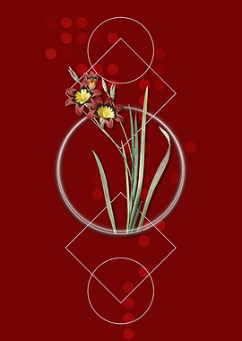 Geometric Ixia Tricolor