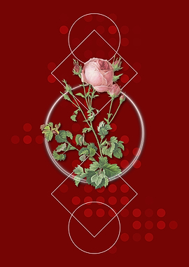 Celery Leaved Cabbage Rose