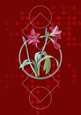 Brazilian Amaryllis on Red