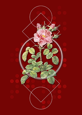 Vintage Four Seasons Rose