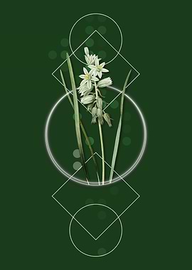 Star of Bethlehem Lily