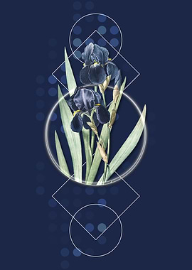 Geometric Blue German Iris