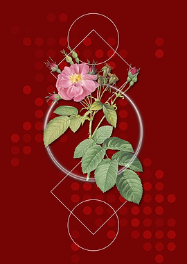 Geometric Harsh Downy Rose