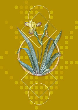 Geometric Hungarian Iris