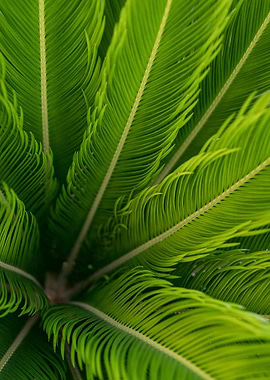 plant leaves 46