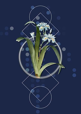 Geometric Iris Fimbriata