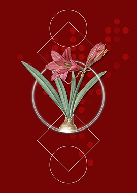 Geometric Red Hippeastrum