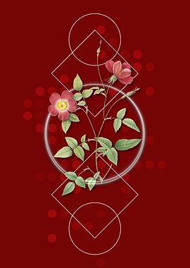 Red Indica Stelligera Rose