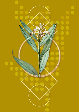 Geometric Globba Erecta