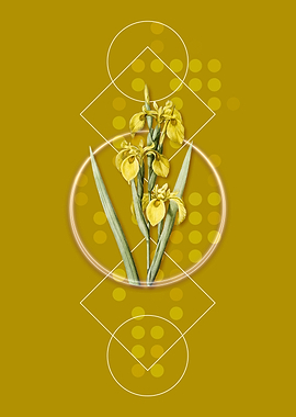 Geometric Hungarian Iris