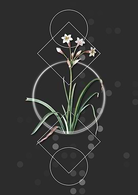 Crytanthus Vittatus Flower