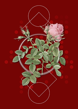 Vintage Dwarf Damask Rose