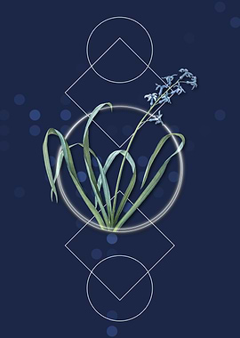 Geometric Dutch Hyacinth