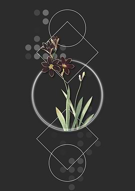 Geometric Ixia Grandiflora