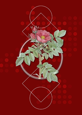 Geometric Kamtschatka Rose