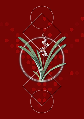 Geometric Boat Orchid