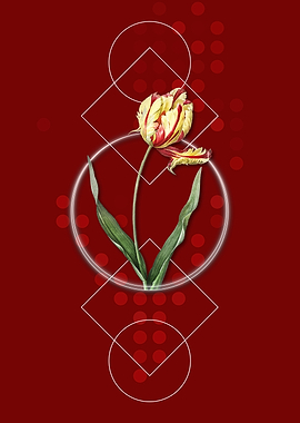Geometric Didiers Tulip