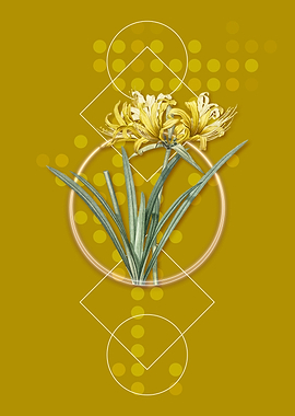 Golden Hurricane Lily