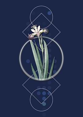 Harlequin Blue Flag Iris