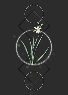 Ixia Anemonae Flower