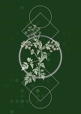 Geometric Hemlock Flowers