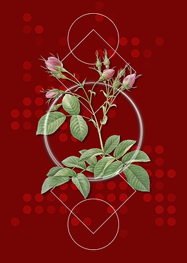 Geometric Red Evrats Rose
