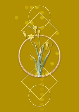 Geometric Ixia Bulbifera