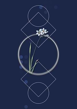 Vintage Galaxia Ixiaeflora