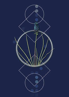 Geometric Grape Hyacinth