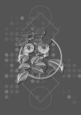 Gray Seven Sisters Rose