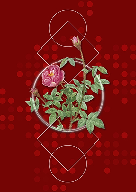 Vintage Red Moss Rose