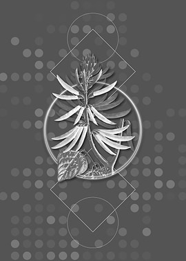 Naked Flowering Erythrina