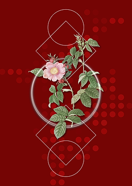 Geometric Dog Rose Flower