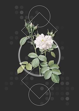 Vintage Autumn Damask Rose