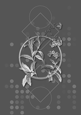 Water Forget Me Not Flower