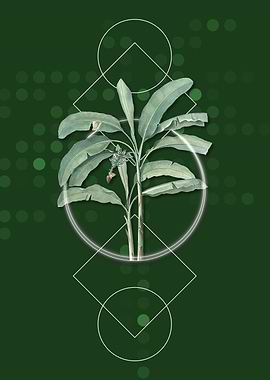 Geometric Banana Tree