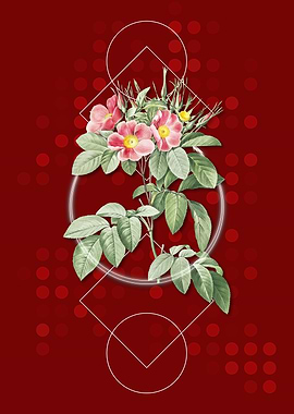 Vintage Red Pasture Rose