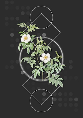 Vintage White Musk Rose