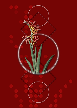 Antholyza Aethiopica