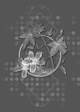 Vintage Lavatera Phoenicea