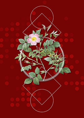 Vintage Pink Malmedy Rose