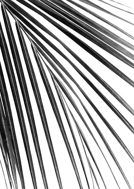 BW Palm Leaf Dream 1