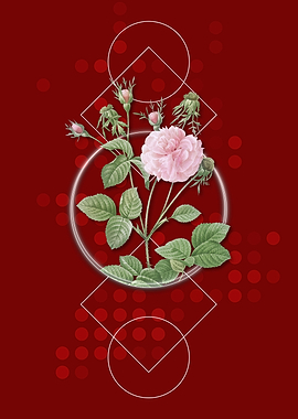 Vintage Pink Agatha Rose