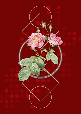 Geometric Anemone Rose